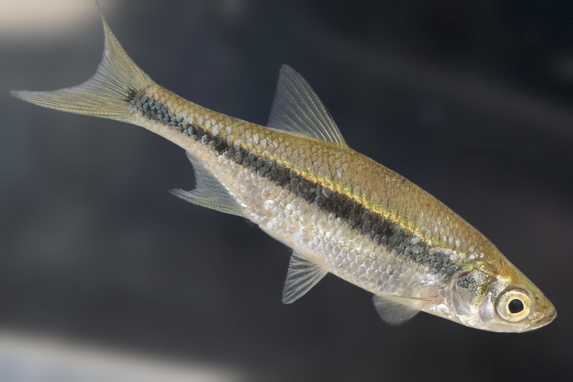 mene-jaune-golden-shiner