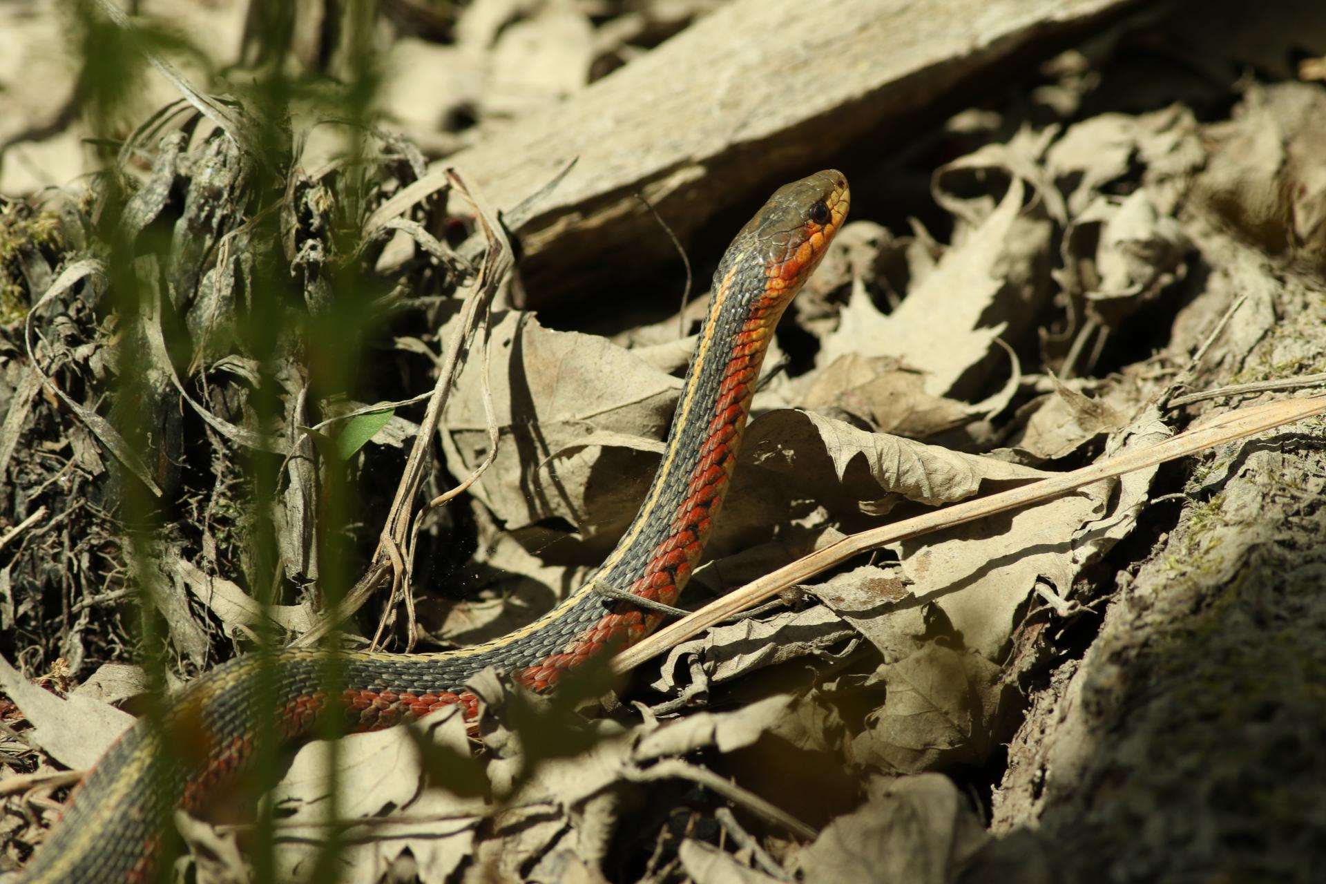 couleuvre-rayee-Eastern-common-garter-snake
