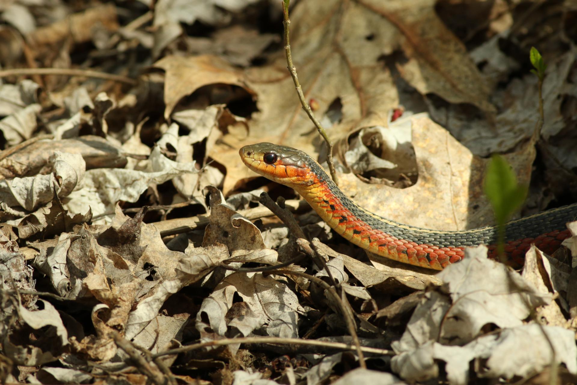 couleuvre-rayee-Eastern-common-garter-snake