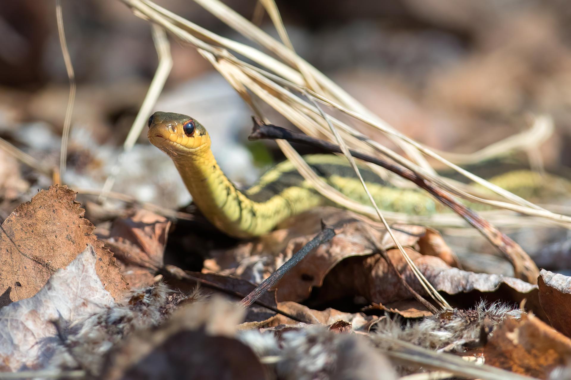 couleuvre-rayee-Eastern-common-garter-snake