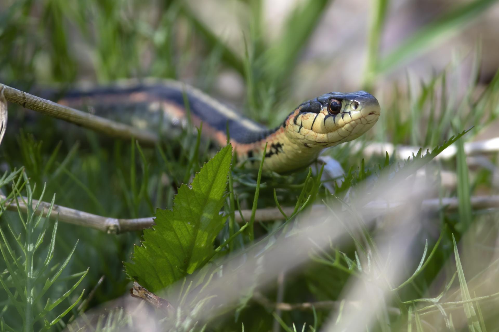 couleuvre-rayee-Eastern-common-garter-snake