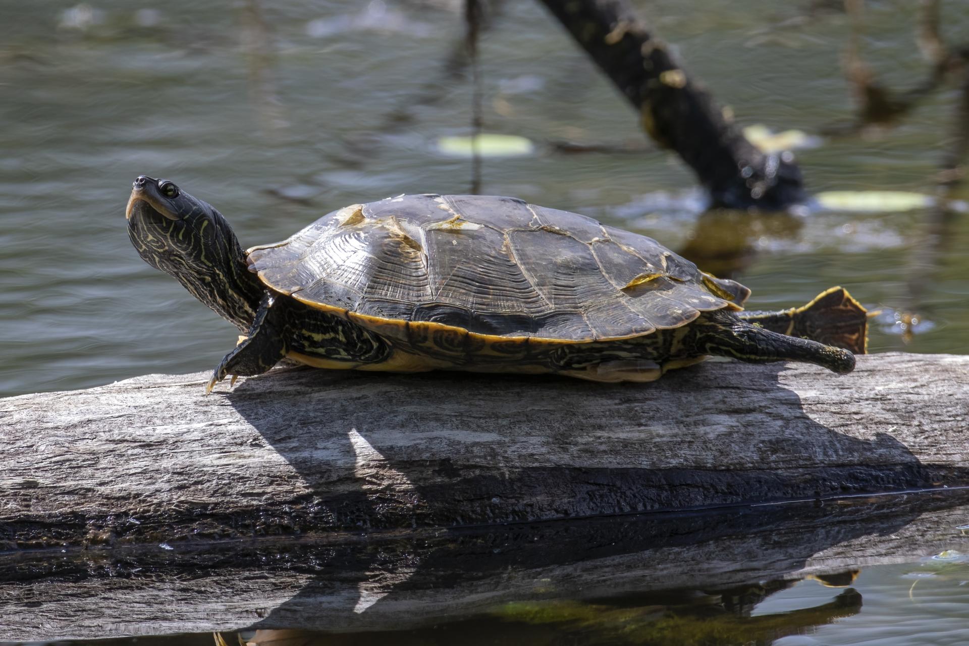 tortue-geographique-common-map-turtle