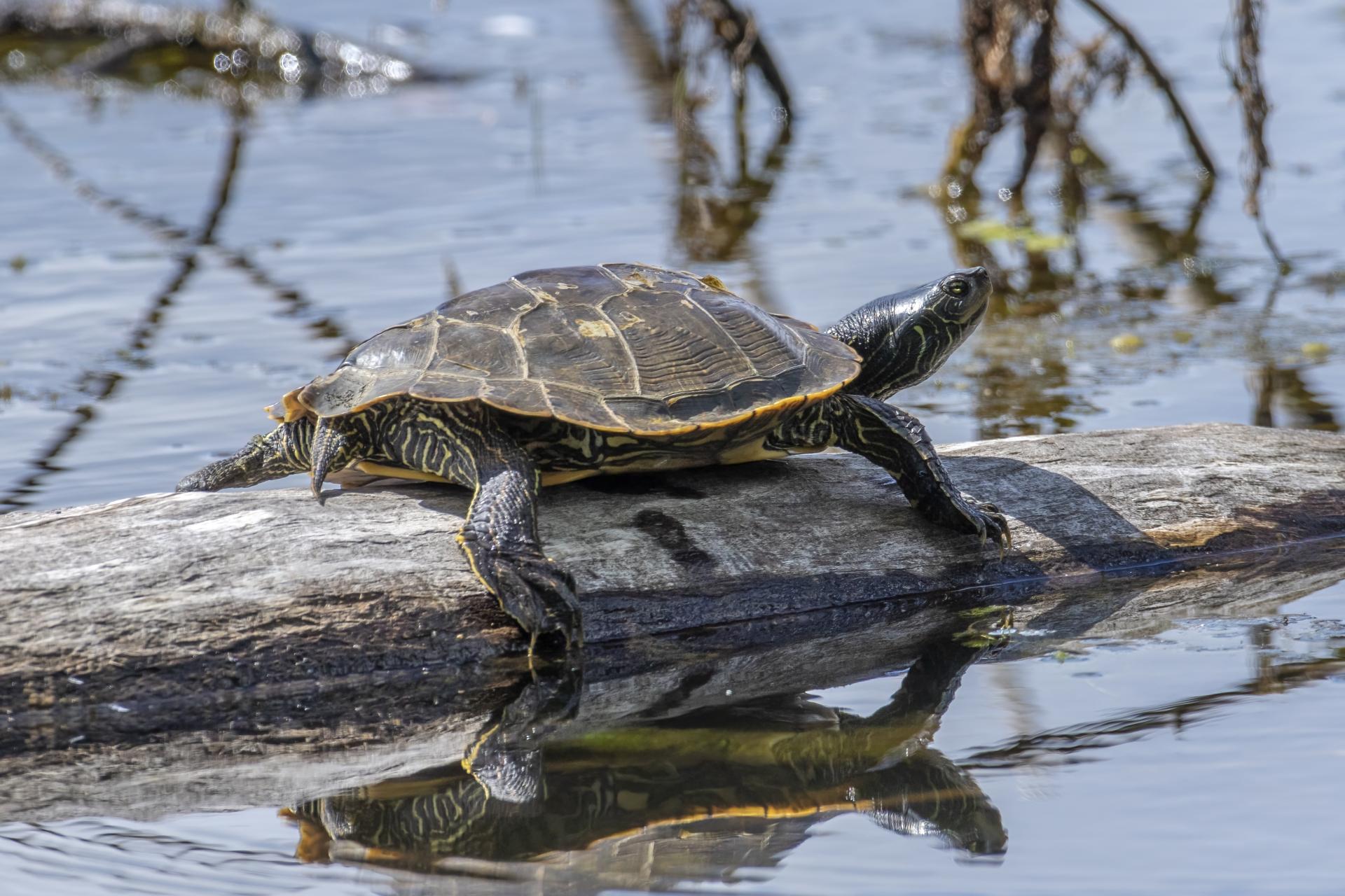 tortue-geographique-common-map-turtle