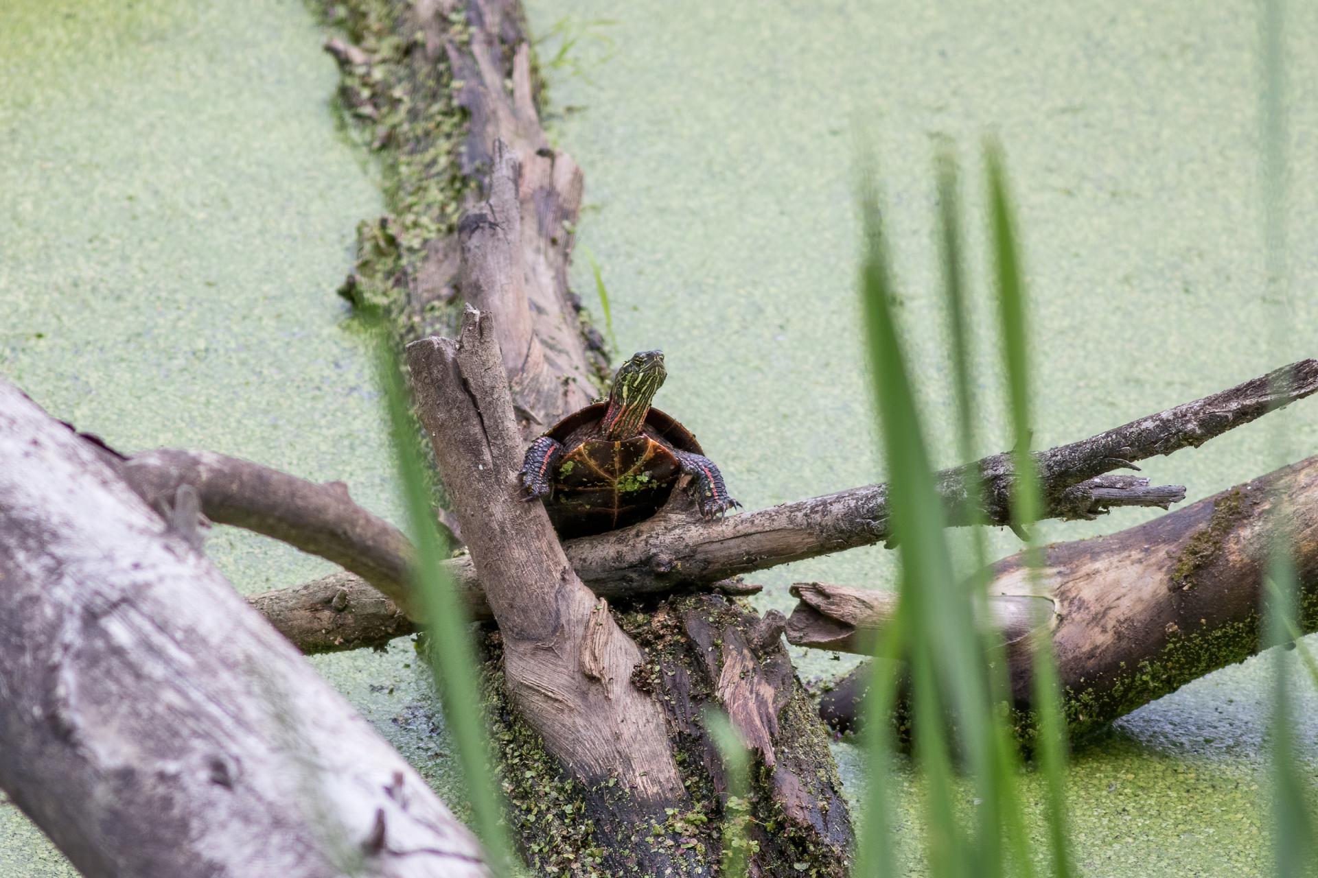 tortue-peinte-Eastern-painted-turtle