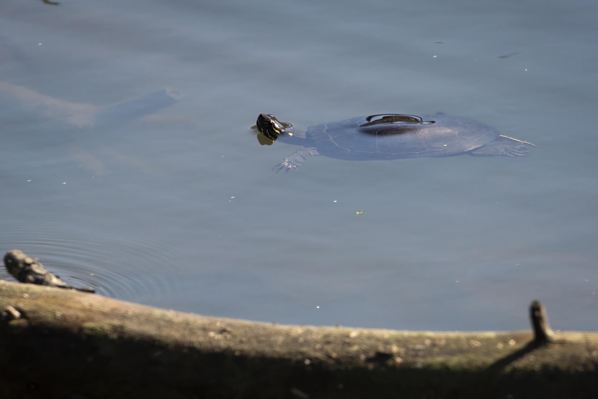 tortue-peinte-Eastern-painted-turtle