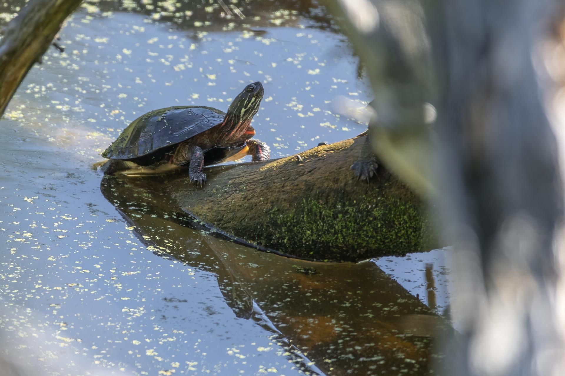 tortue-peinte-Eastern-painted-turtle