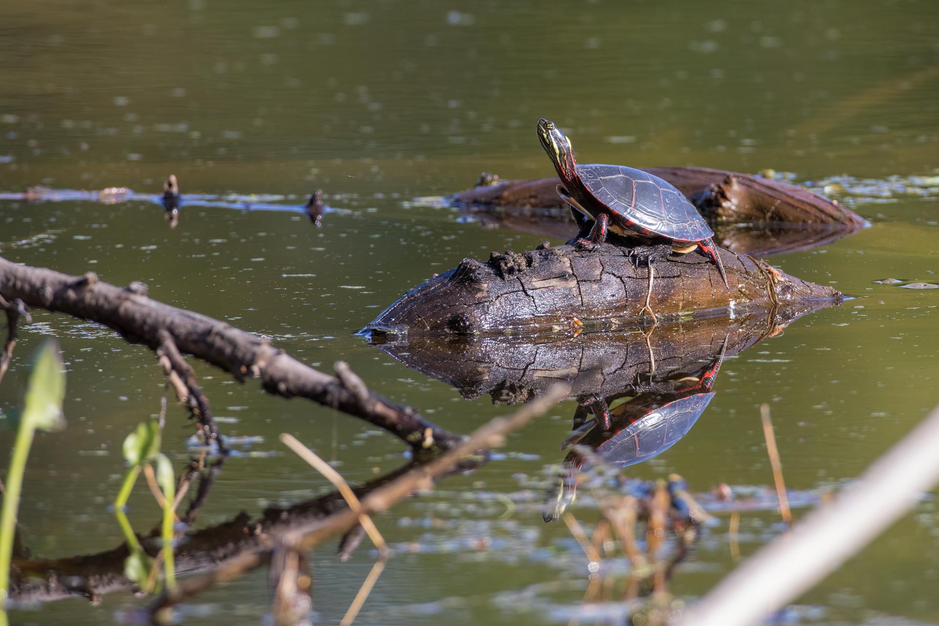 tortue-peinte-Eastern-painted-turtle