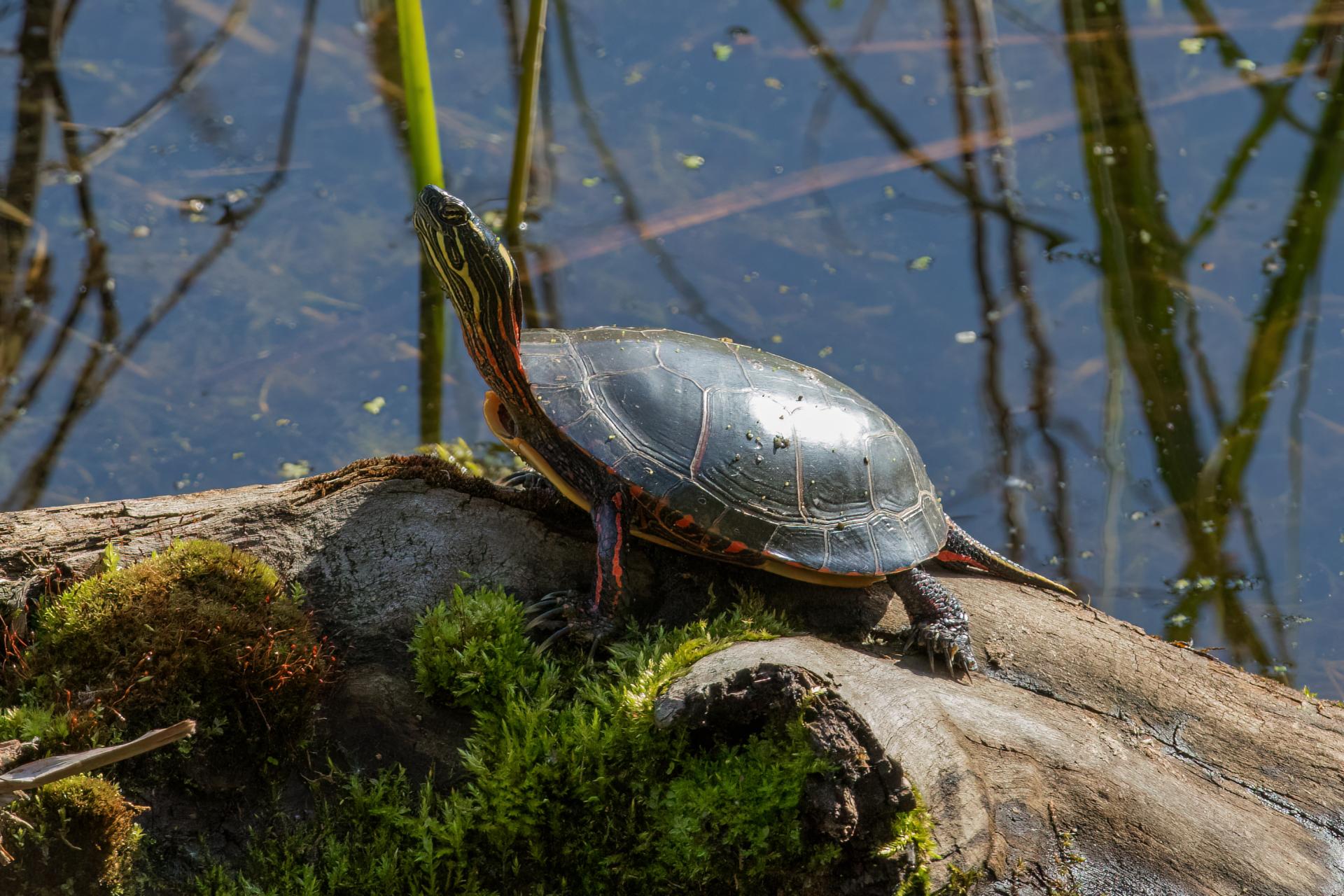 tortue-peinte-Eastern-painted-turtle