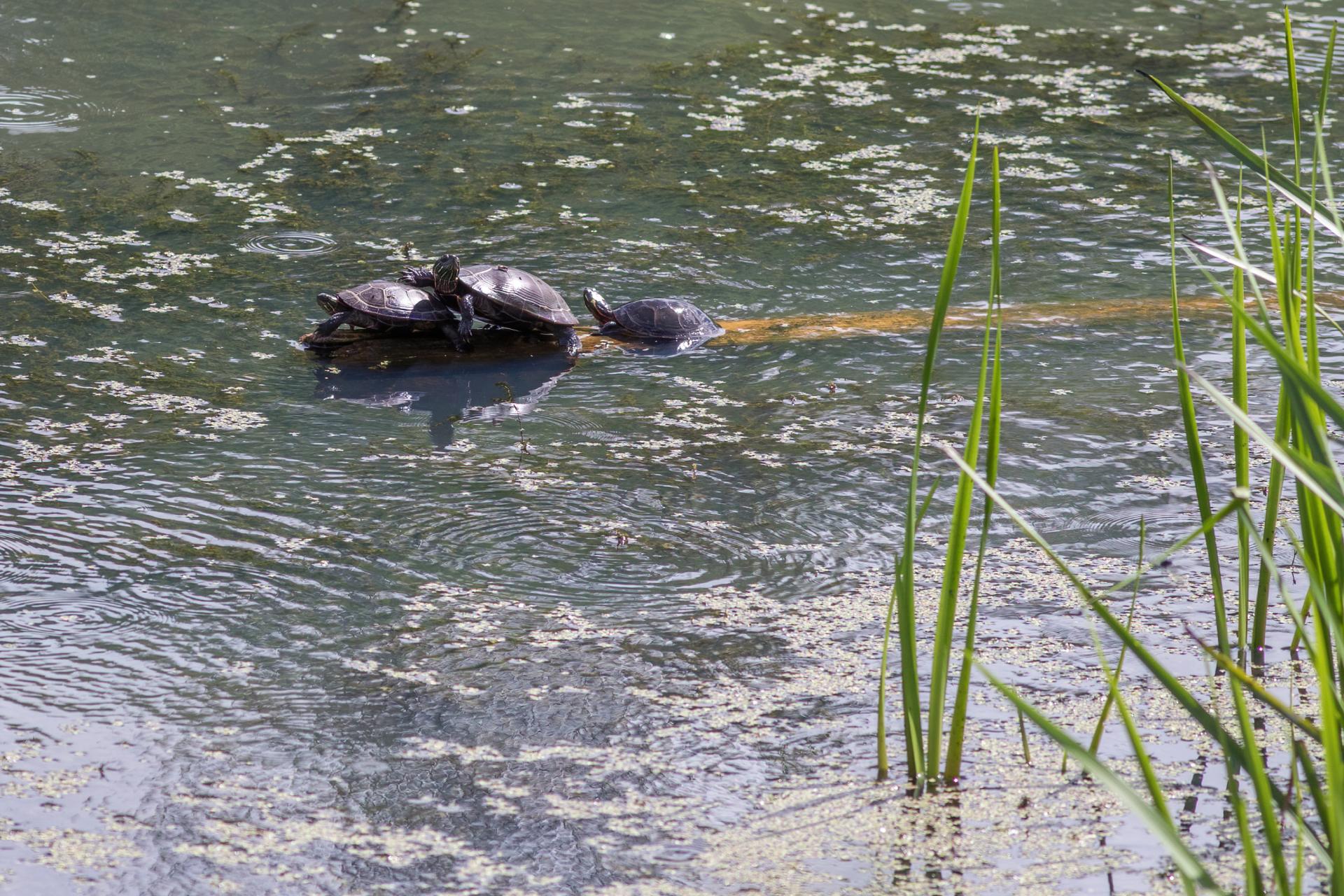 tortue-peinte-Eastern-painted-turtle