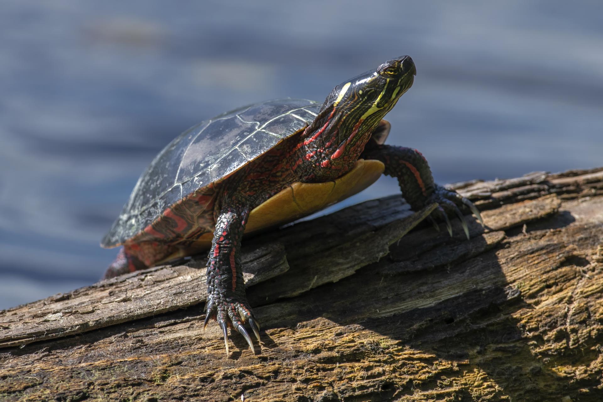 tortue-peinte-Eastern-painted-turtle