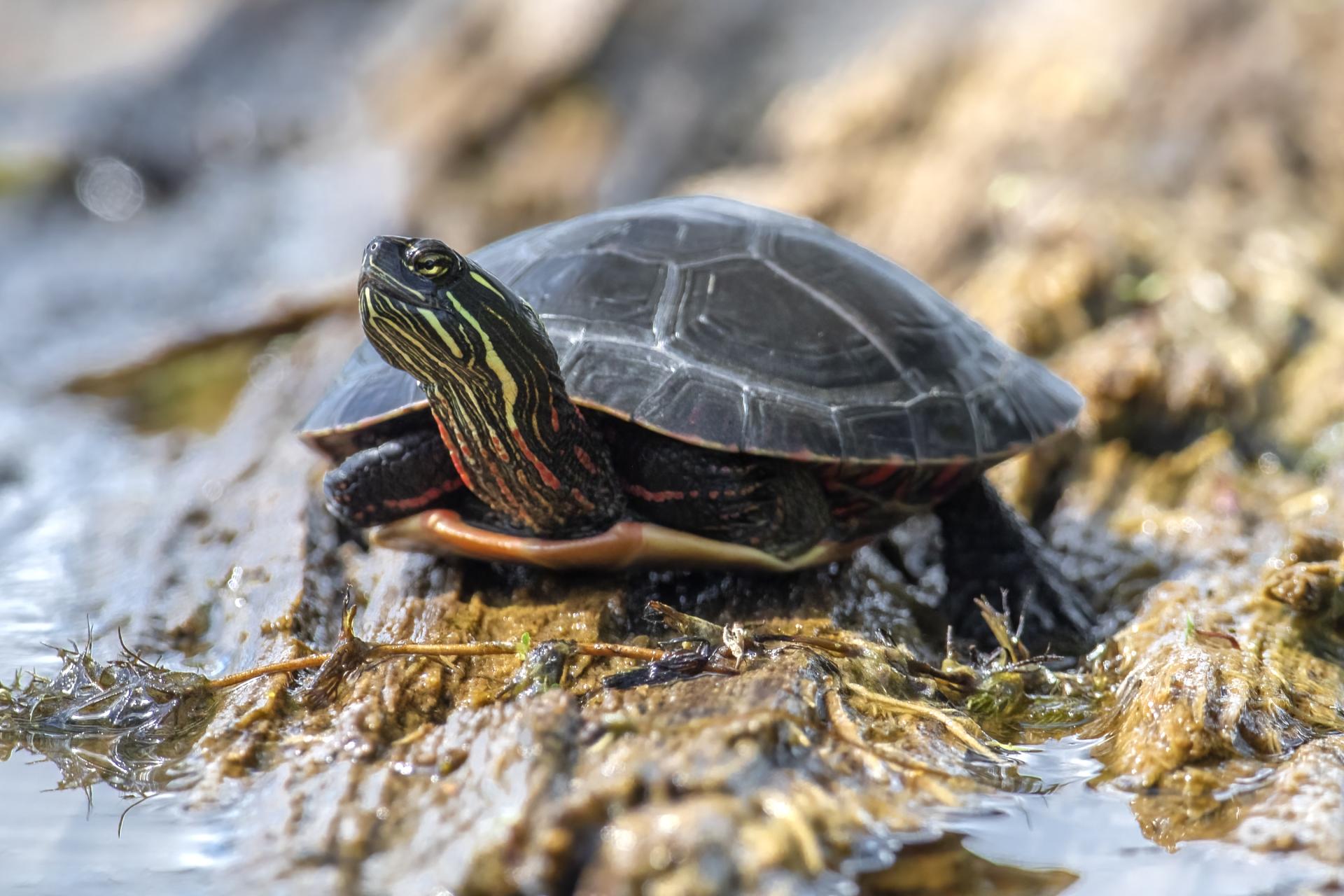 tortue-peinte-Eastern-painted-turtle