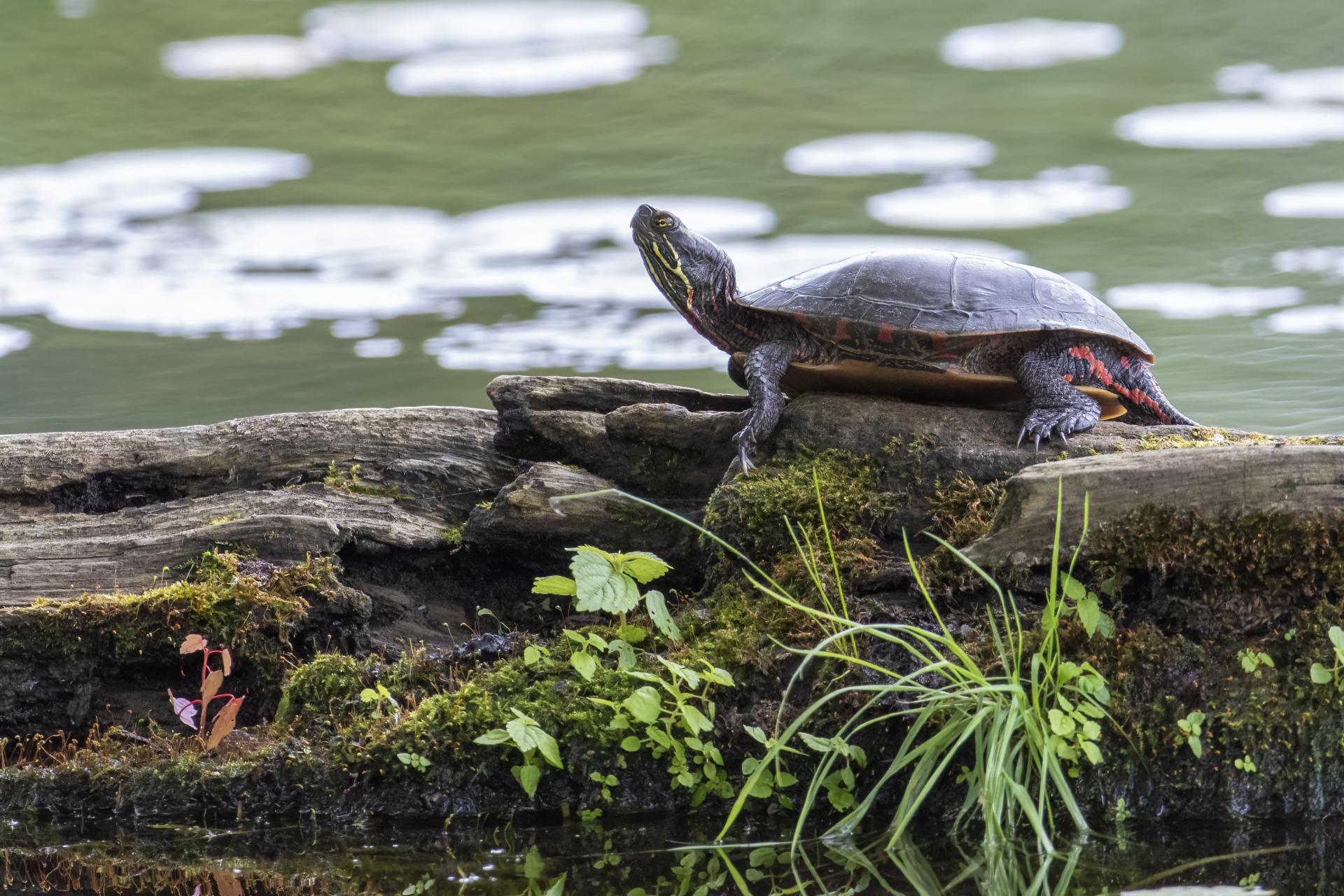 tortue-peinte-Eastern-painted-turtle