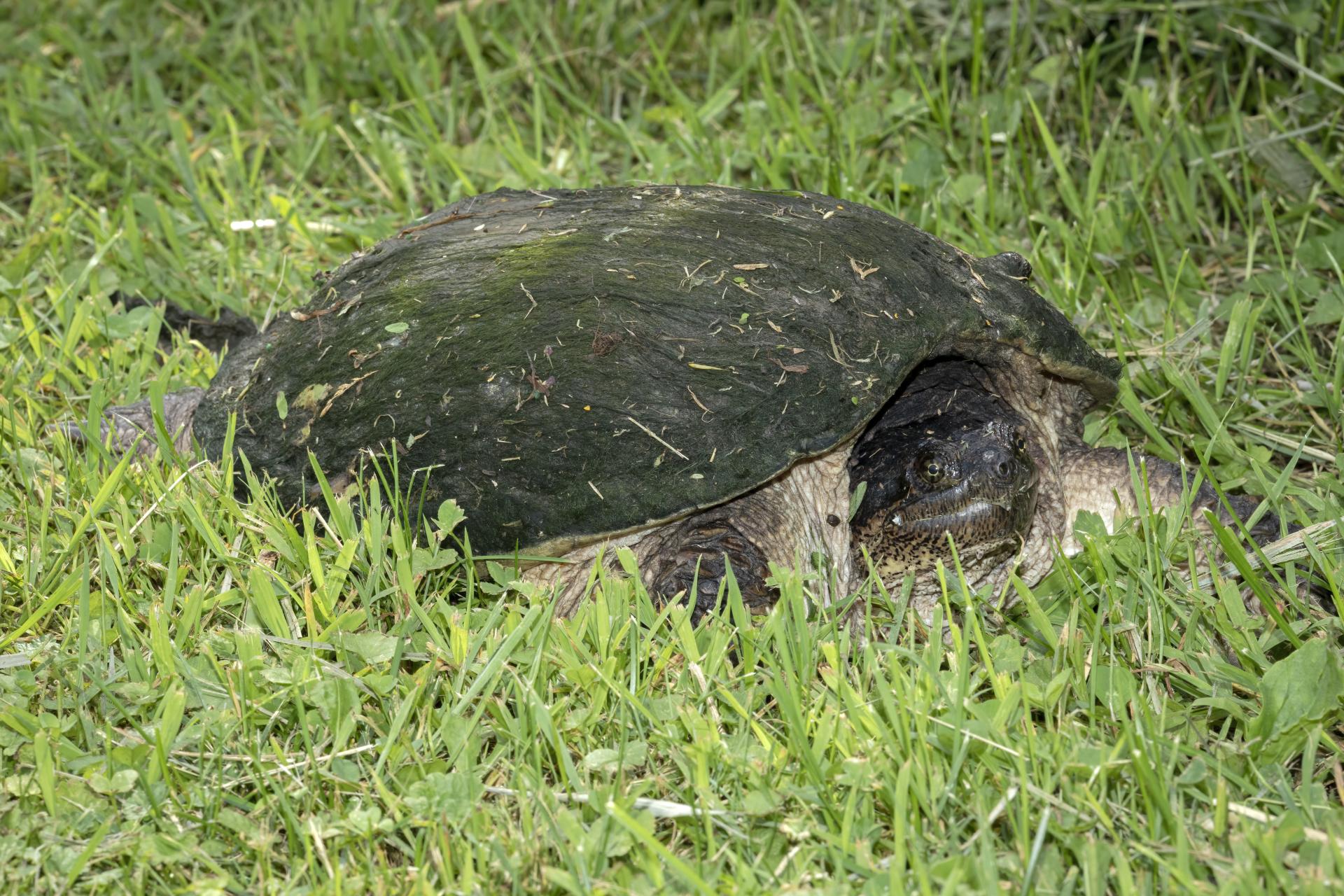 tortue-serpentine-common-snapping-turtle