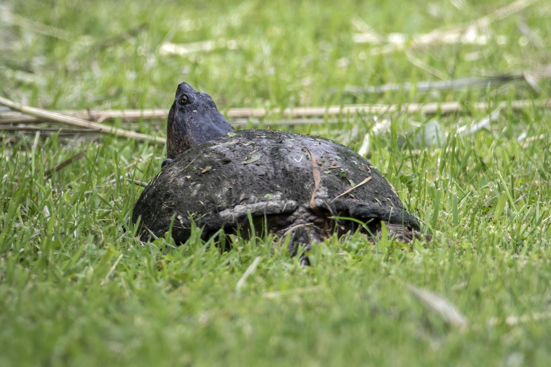 tortue-serpentine-common-snapping-turtle