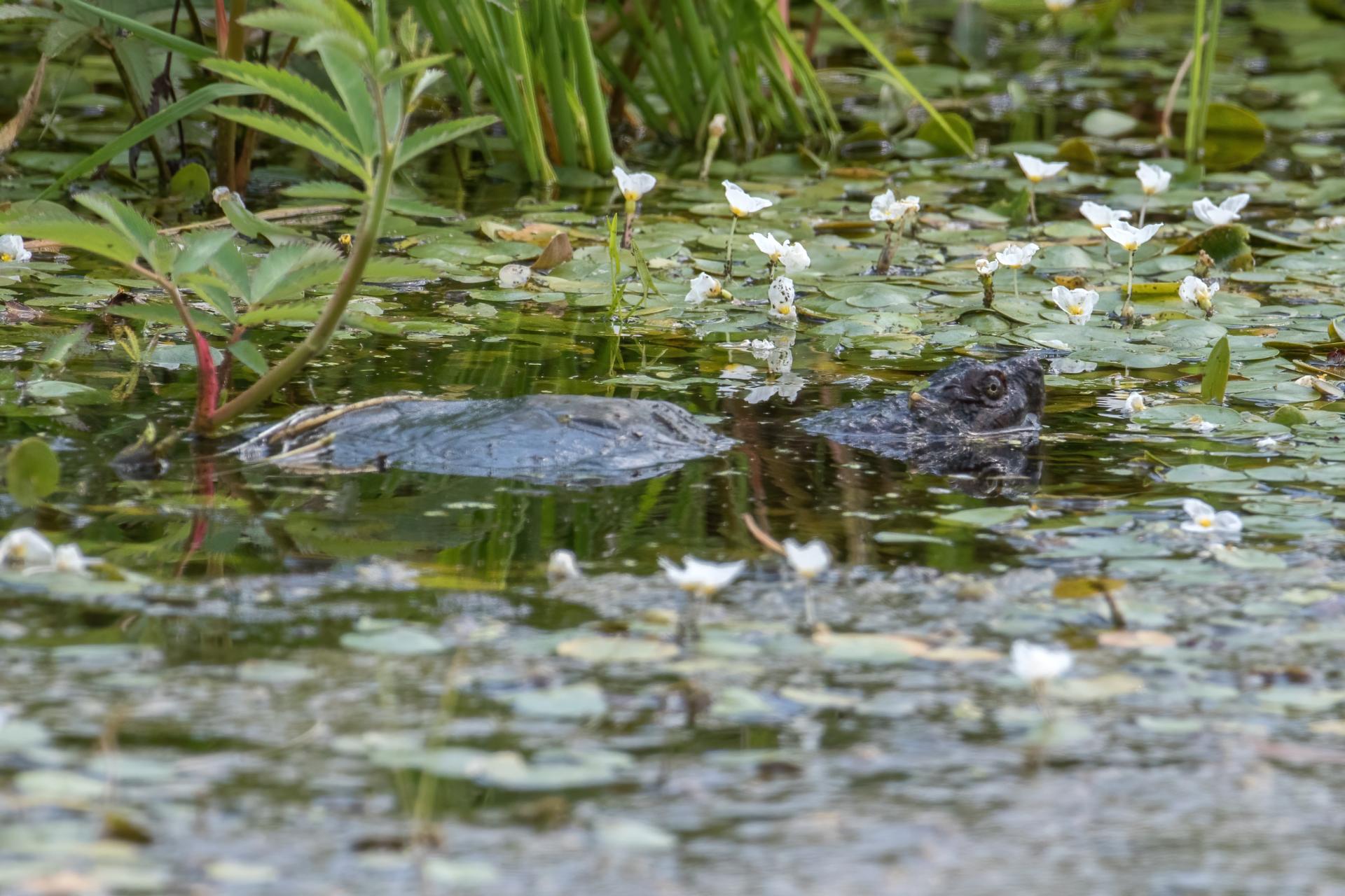 tortue-serpentine-common-snapping-turtle