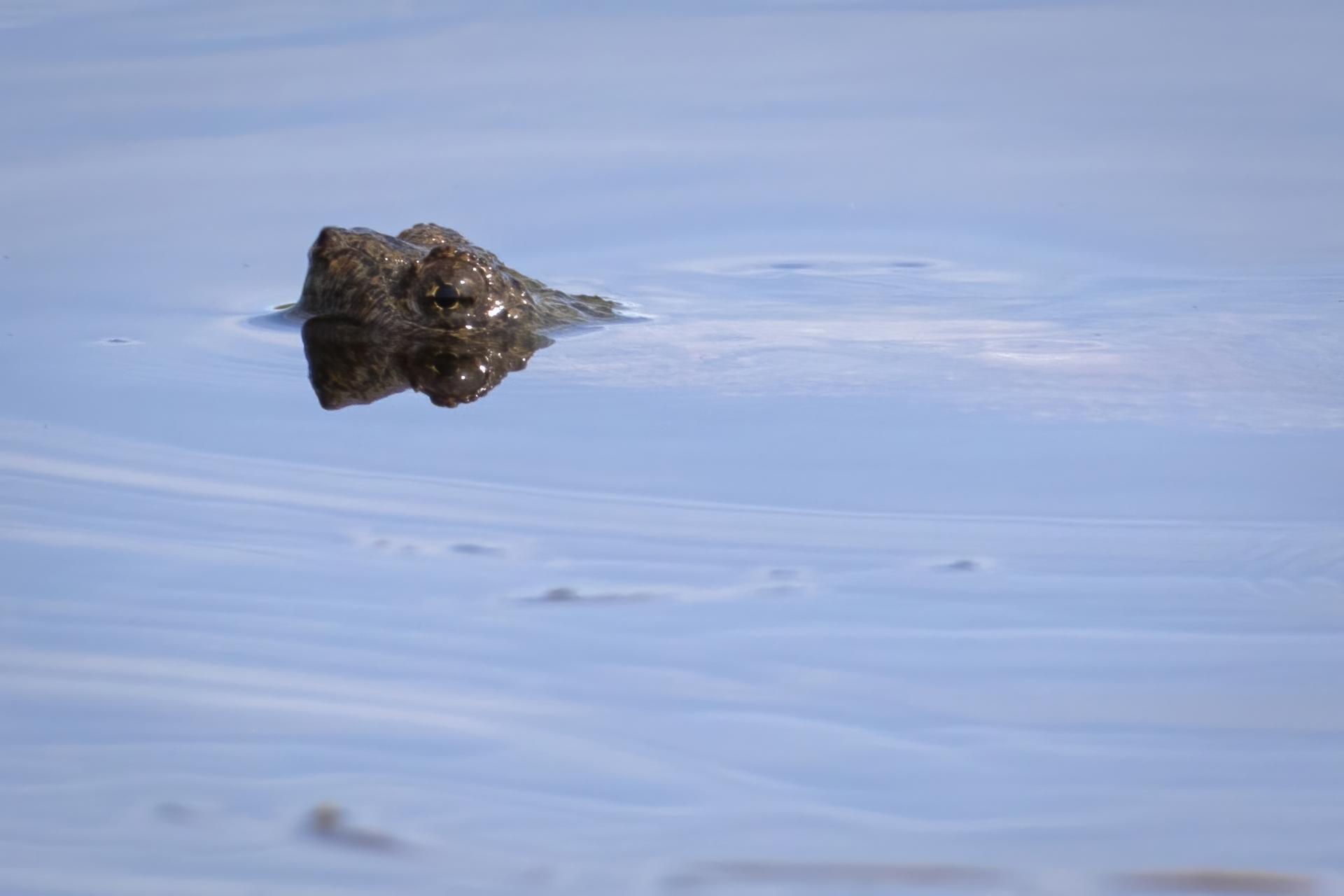 tortue-serpentine-common-snapping-turtle