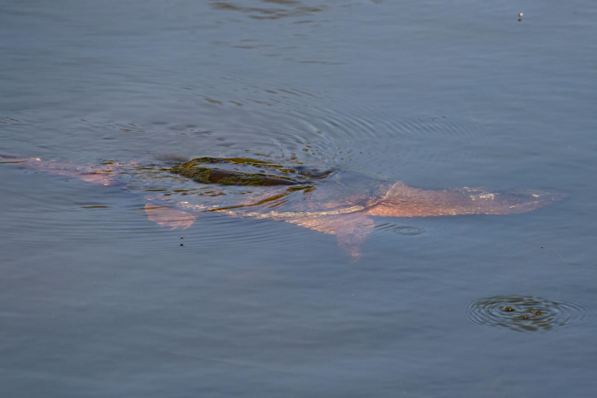 tortue-serpentine-common-snapping-turtle
